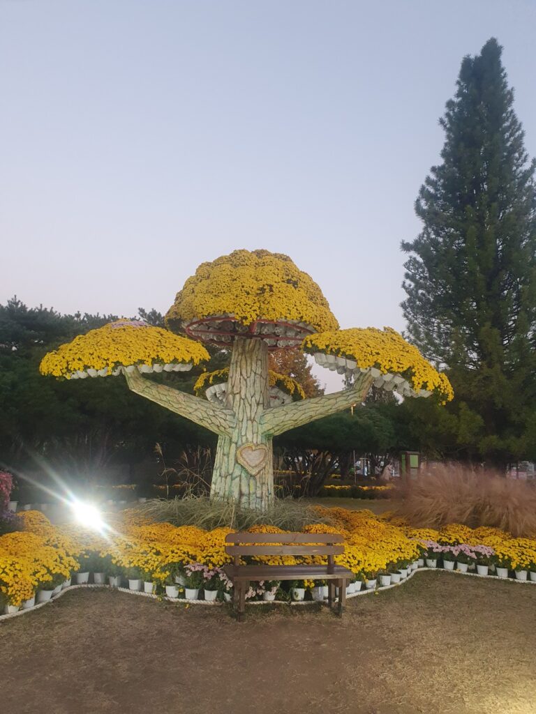 2025 유성 국화 축제 🌼 공짜 데이트 맛집 코스 완벽 정리!
