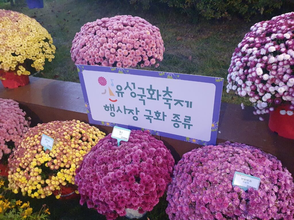 2025 유성 국화 축제 🌼 공짜 데이트 맛집 코스 완벽 정리!