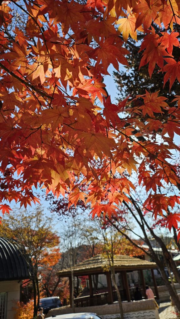 대둔산 단풍 절경을 사랑하게 된 이유