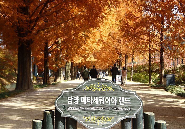 담양 메타쉐타콰이아길